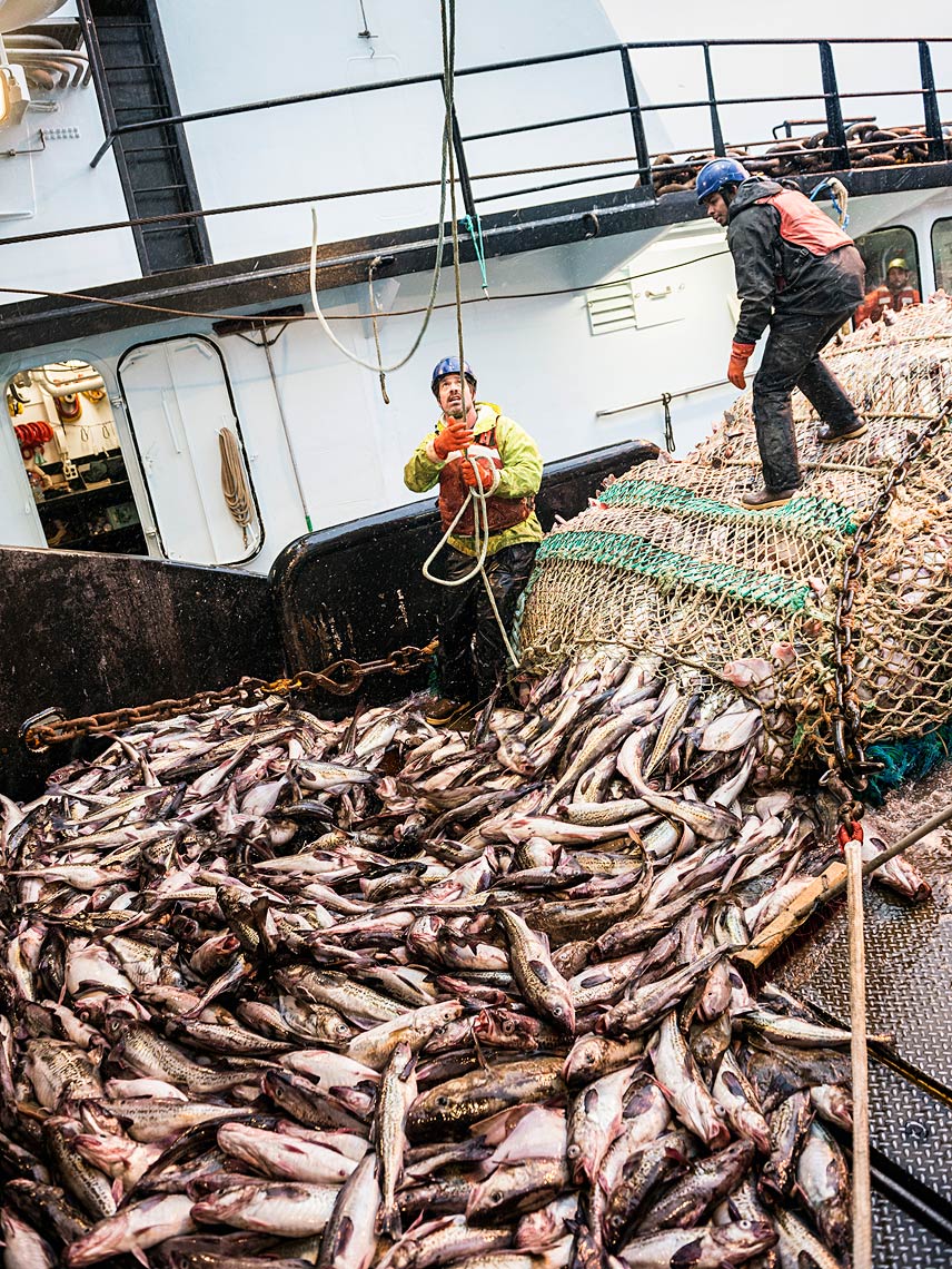 CSM Photos - Christopher Miller Photography | Bering-Sea---Pollock | 1