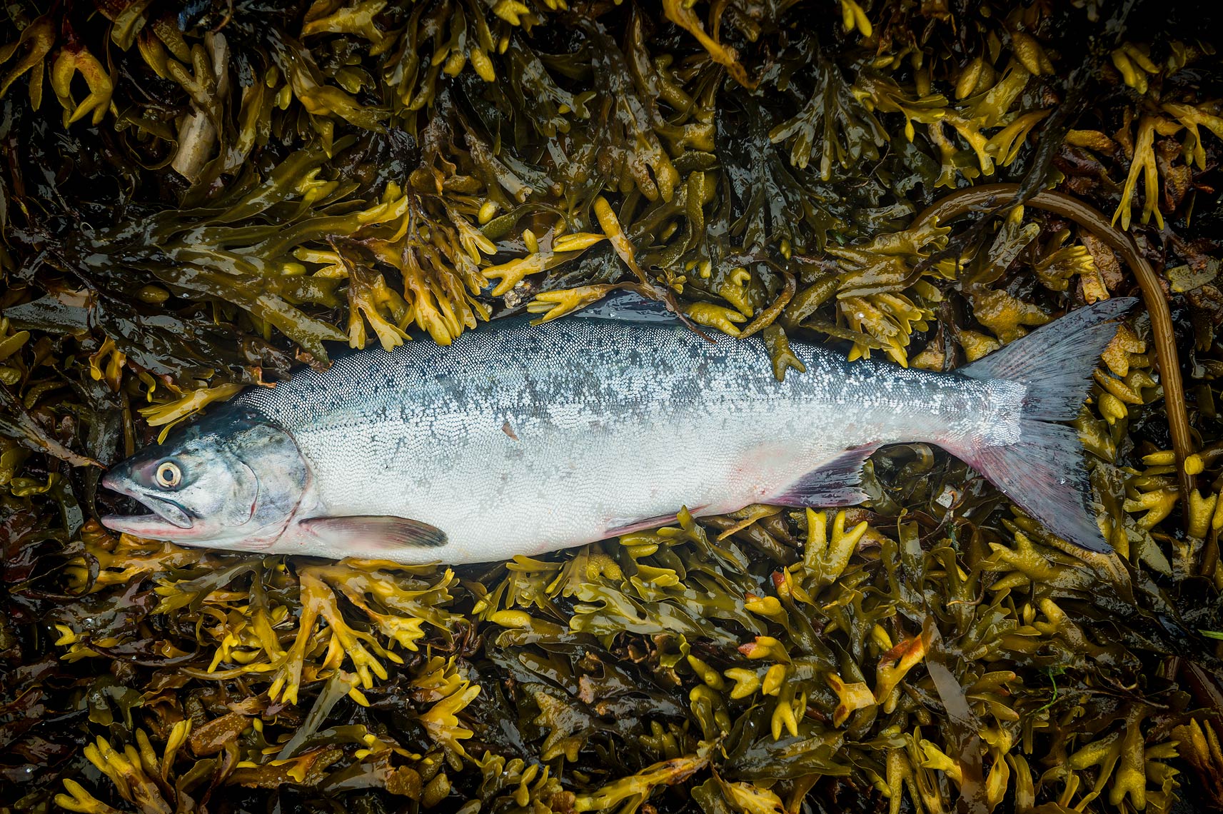 SEAKSeine20152459