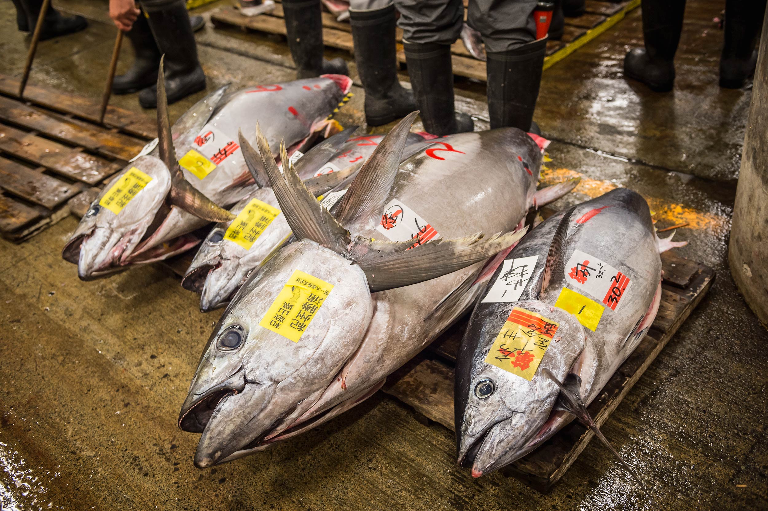 Tsukiji0547
